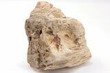 Devonian Petrified Wood From Oklahoma - Oldest True Wood #198033-1